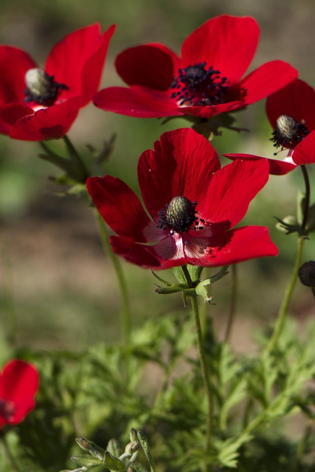 Красные цветы анемона на клумбе летом