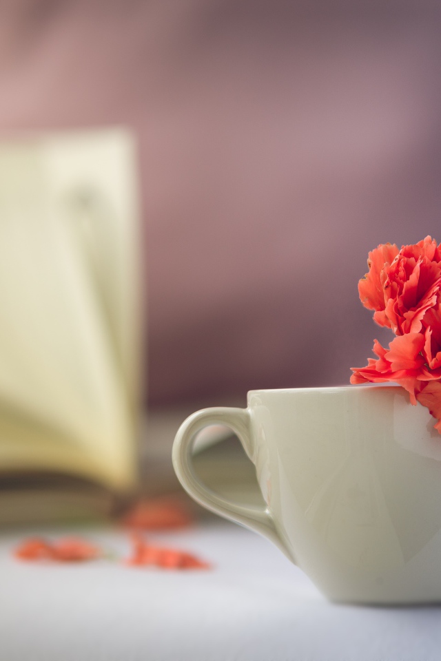 Красный цветок гвоздики в белой чашке 