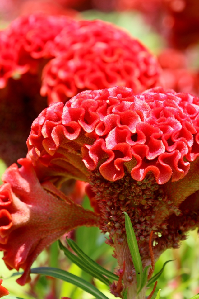 Красный цветок целозия крупным планом 