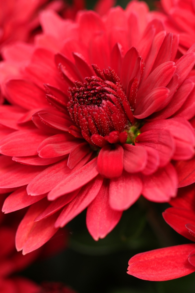 Красные цветы хризантемы крупным планом