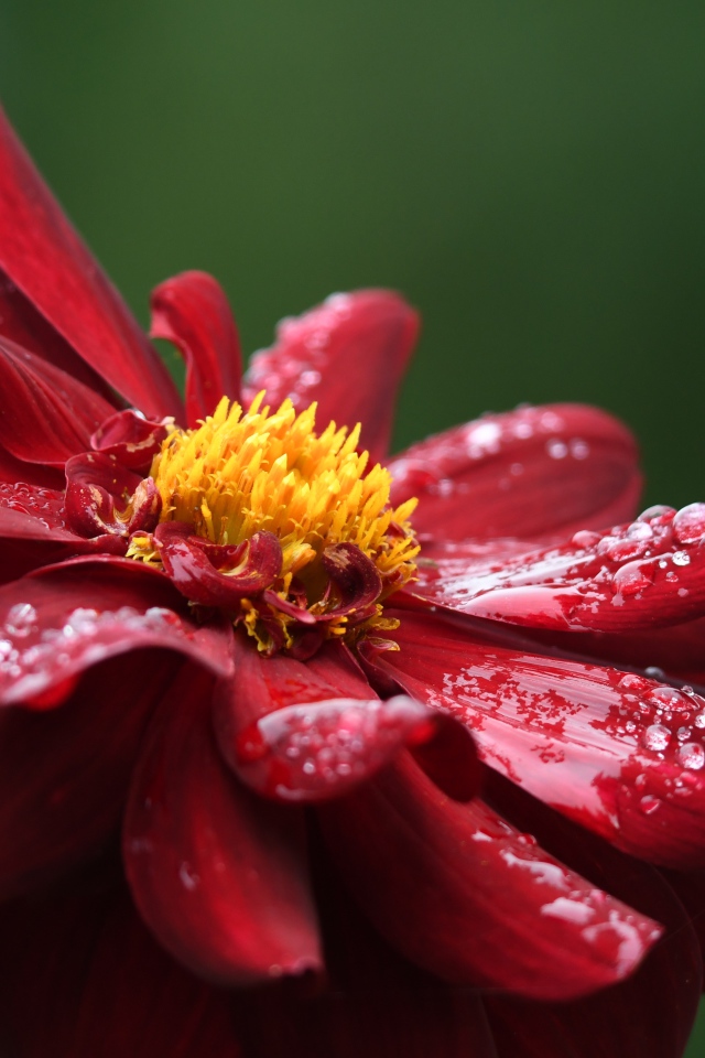 Красный цветок георгина в каплях росы крупным планом