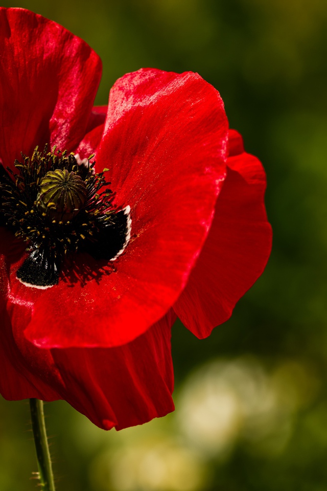 Красные нежные лепестки мака крупным планом 