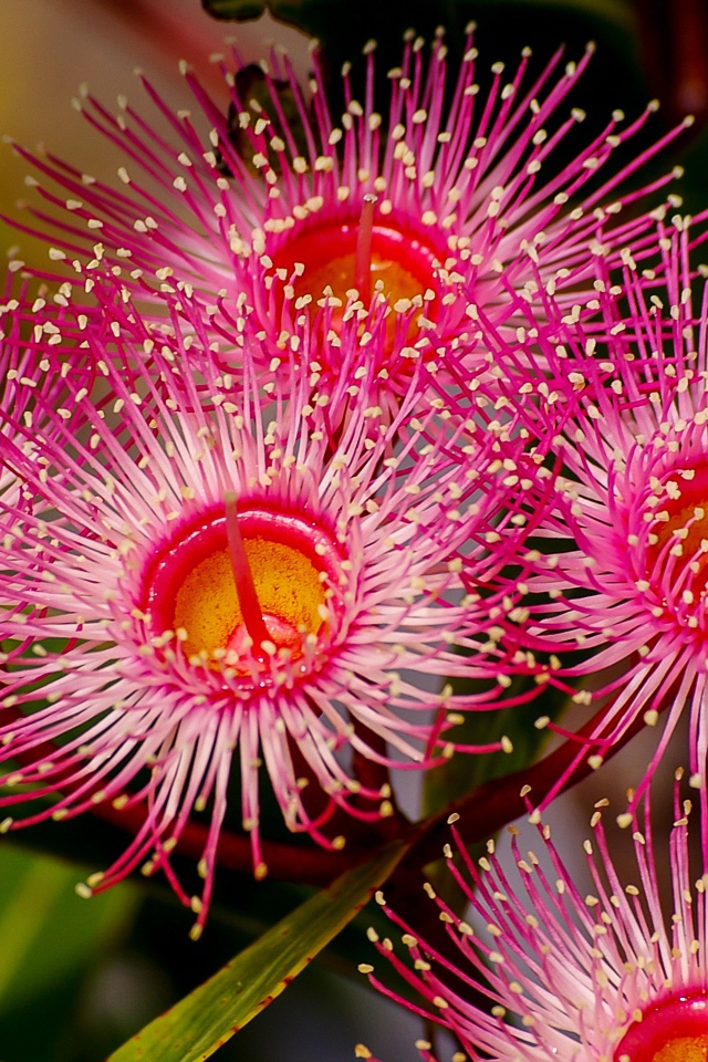 Красные цветы эвкалипта крупным планом