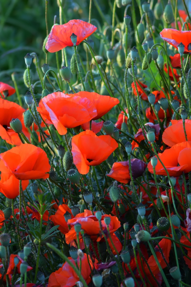 Красные полевые маки с бутонами летом