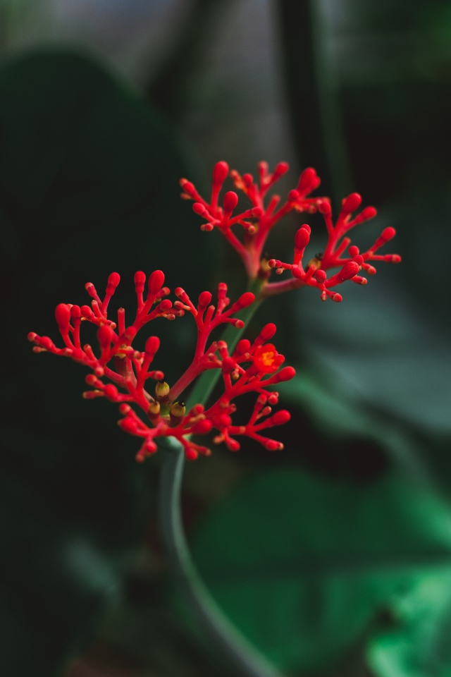 Красный цветок крупным планом