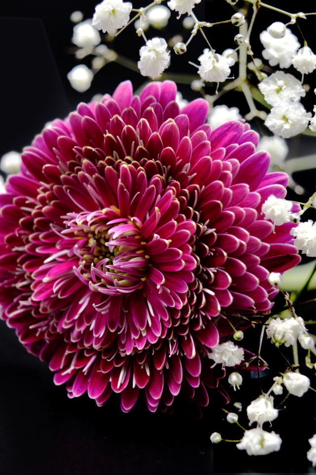 Красный цветок герберы с гипсофилой на черном фоне