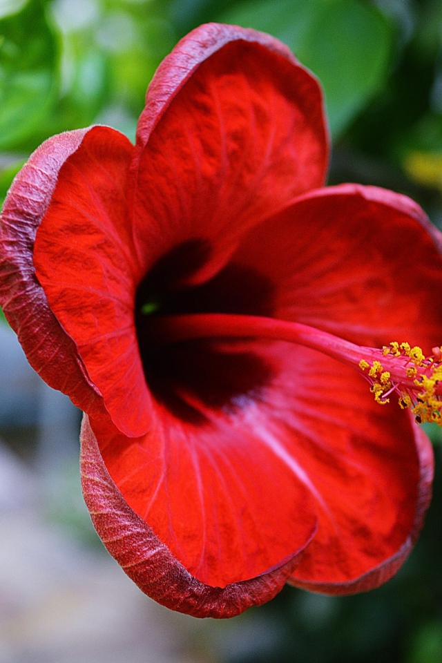 Красный цветок гибискуса крупным планом