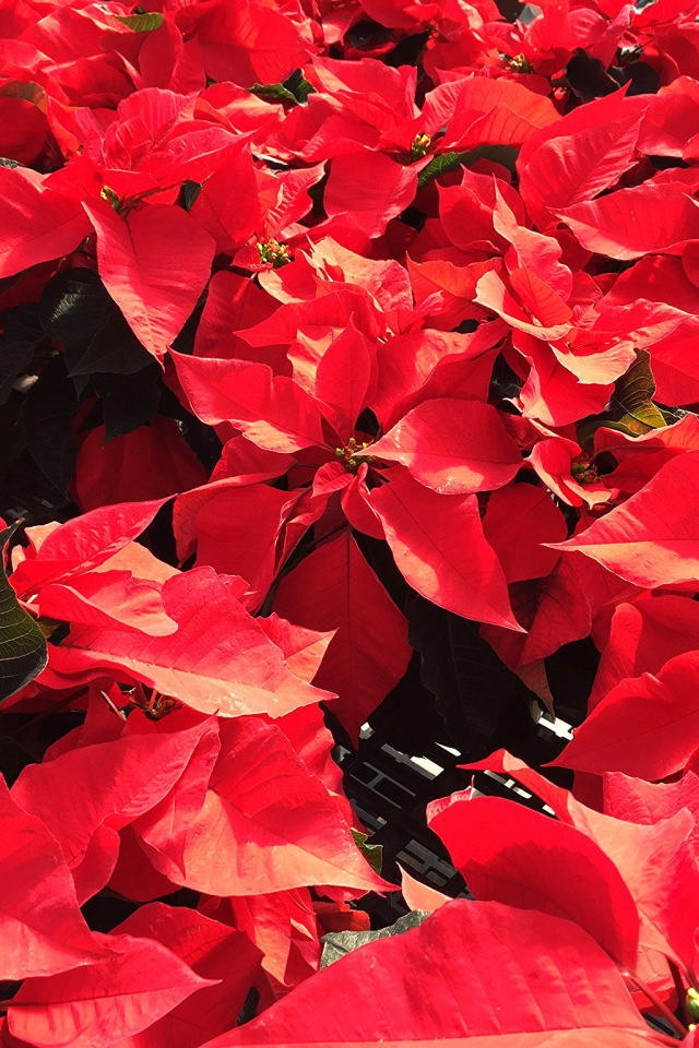 Красные листья цветов молочая в лучах солнца