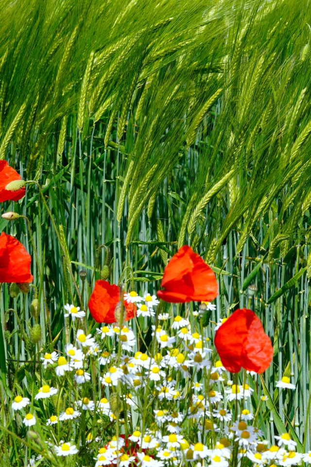 Красные маки и белые ромашки на поле с пшеницей 