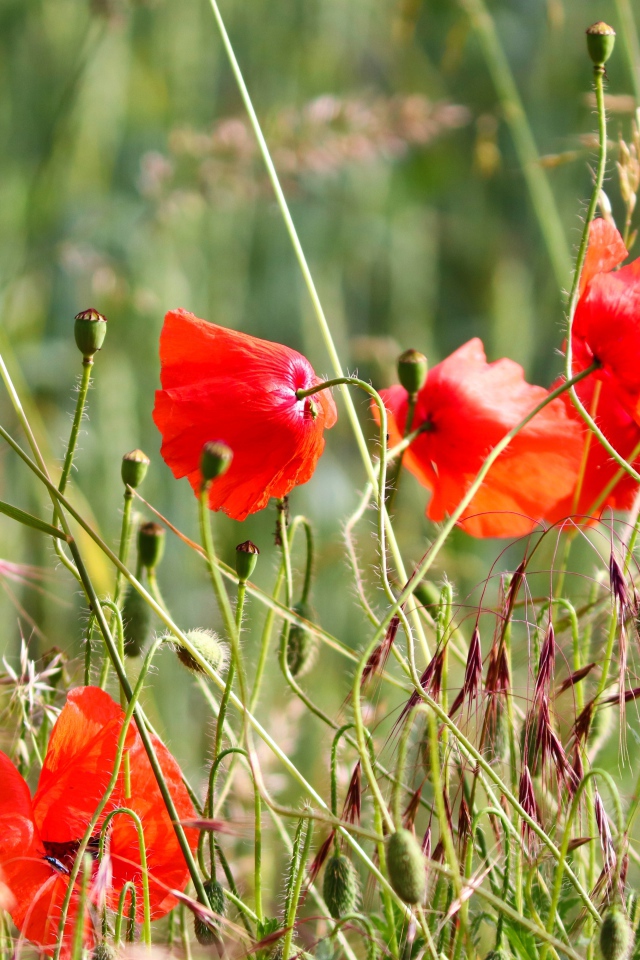 Красные маки в зеленой полевой траве