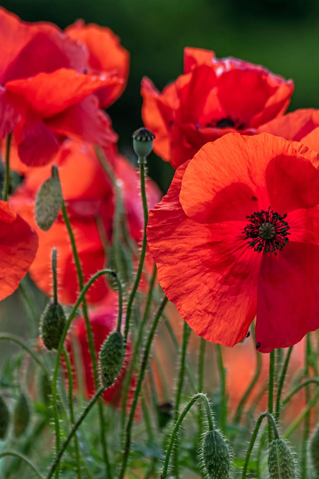 Красные цветы мака с бутонами на поле 
