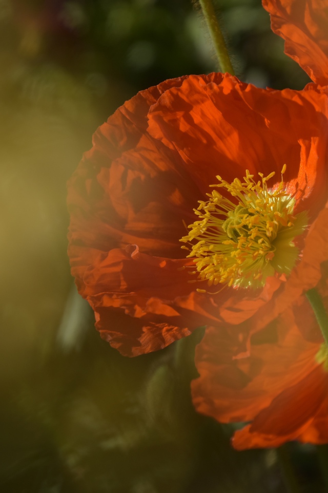 Красный мак в тумане на клумбе 