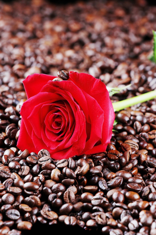 Красная роза лежит на кофейных зернах