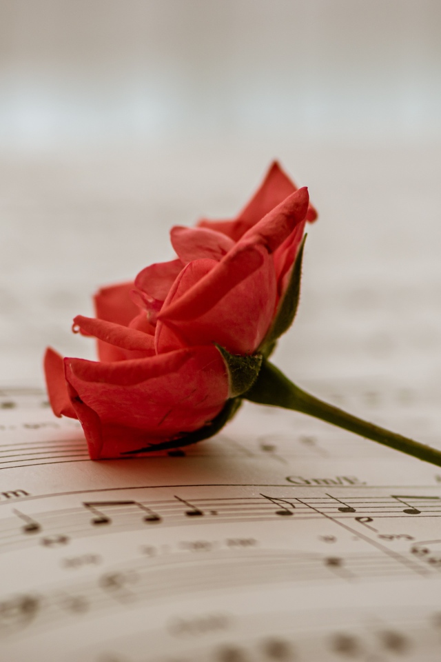 Красная роза на нотной тетради 