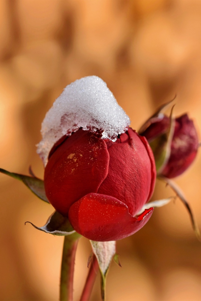 Бутон розы в снегу крупным планом