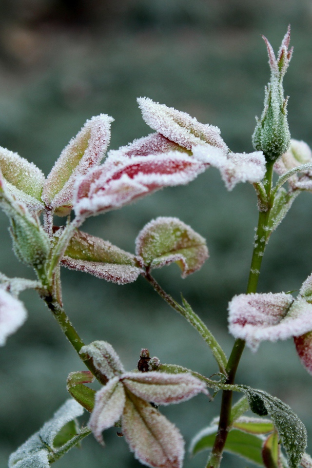 Бутоны роз в холодном инее на клумбе