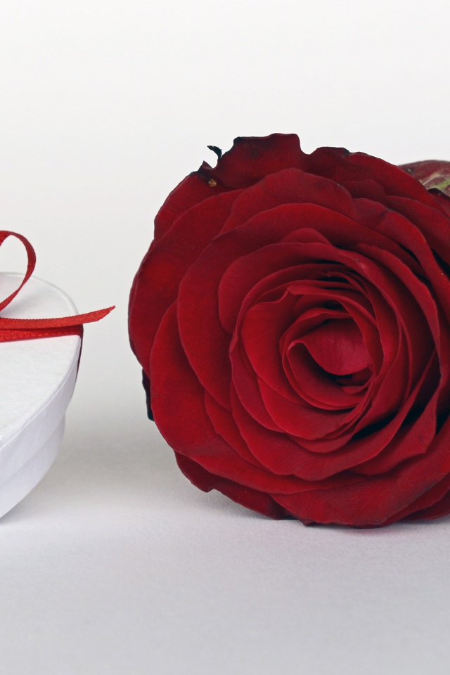 Алая роза с подарком на белом столе