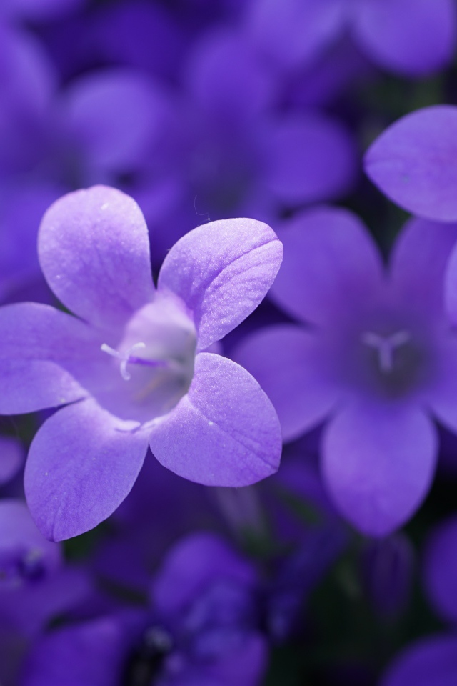 Маленькие синие колокольчики крупным планом