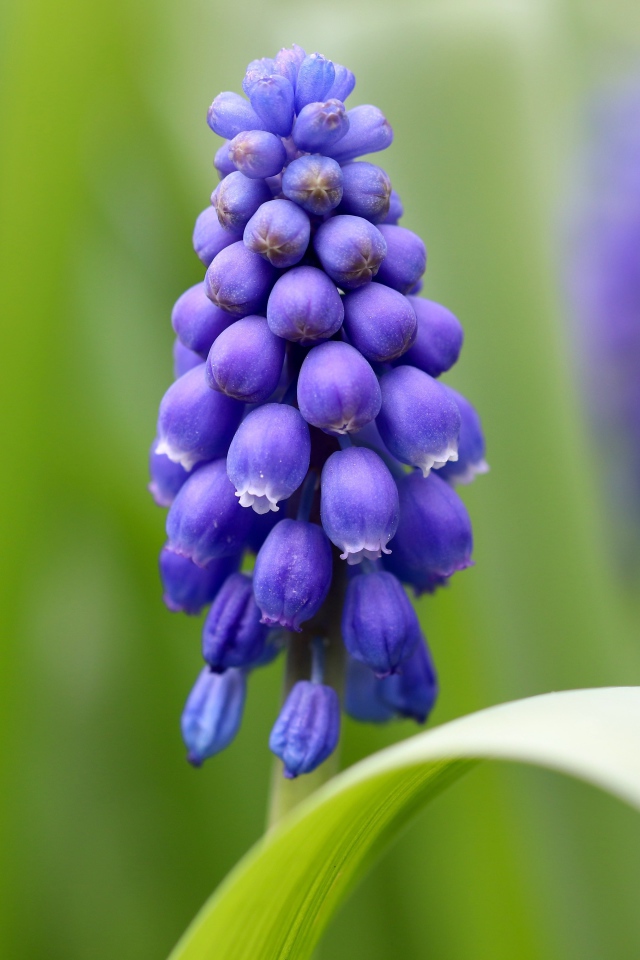 Маленький синий цветок мускарик с зелеными листьями