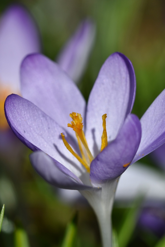 Маленький сиреневый цветок крокуса крупным планом