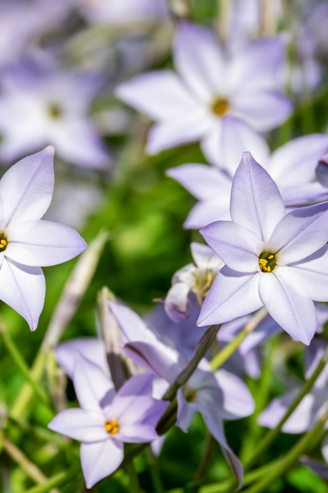 Маленькие сиреневые цветы седмичника