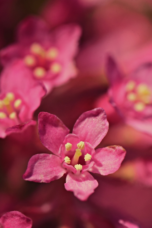 Мелкие розовые цветы эмбелия