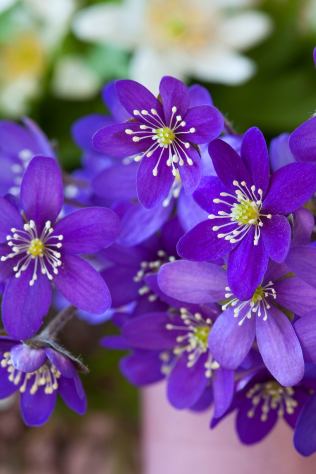 Мелкие фиолетовые цветы крупным планом 