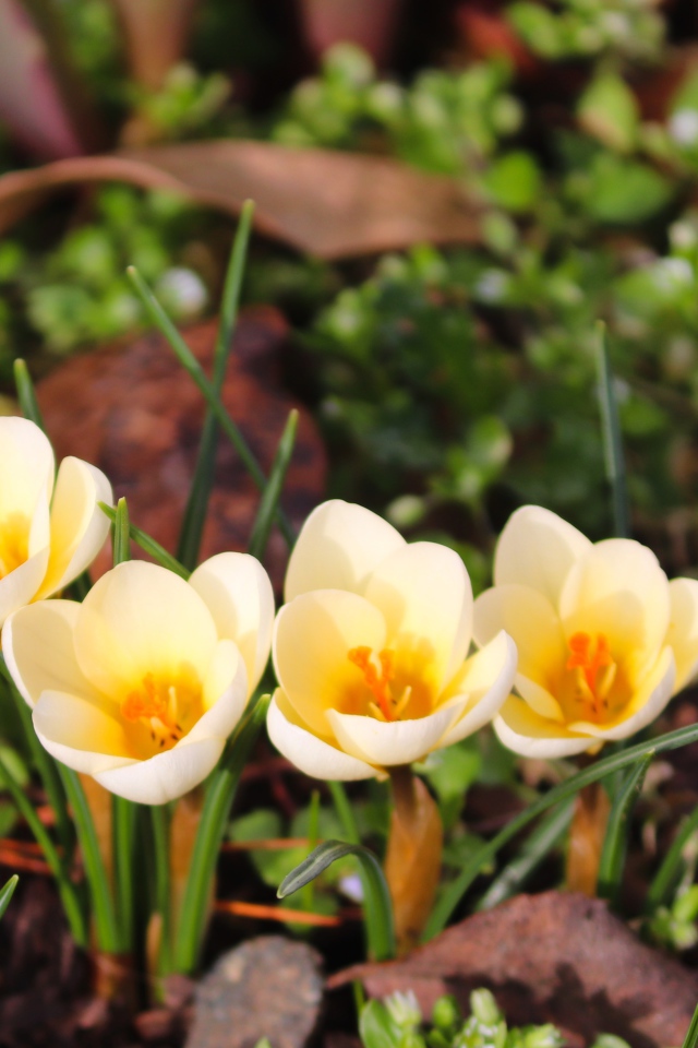 Маленькие белые крокусы с желтой серединкой 