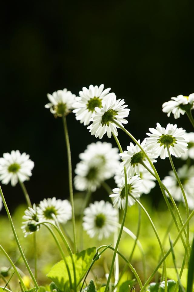 Маленькие белые ромашки на поле 