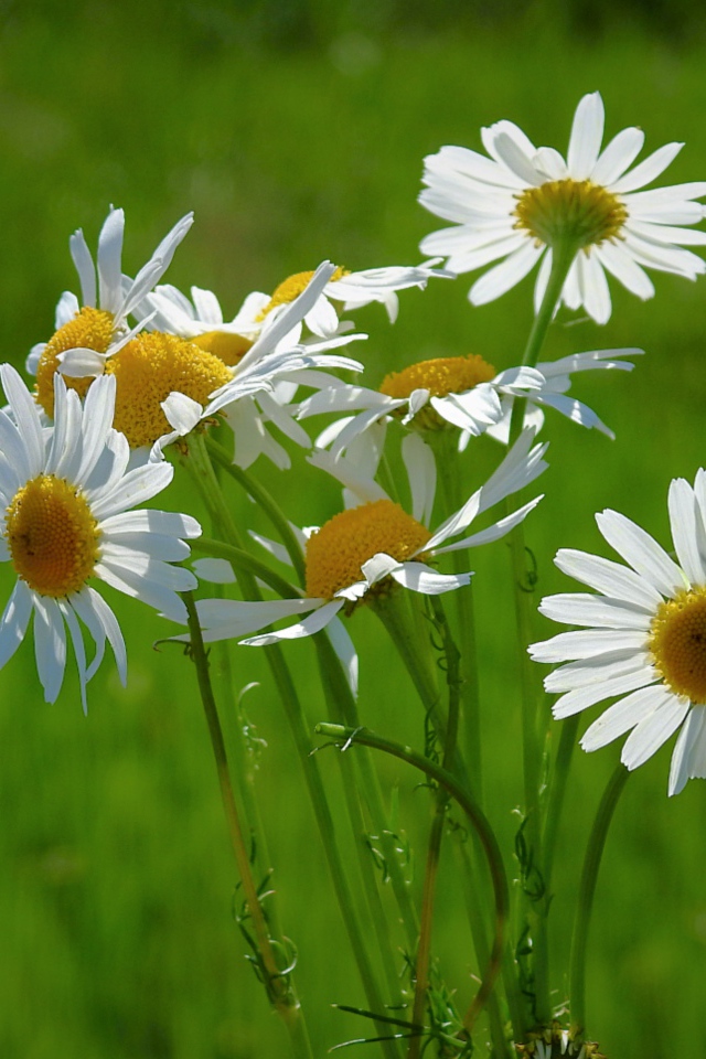 Маленькие белые полевые ромашки на зеленом фоне