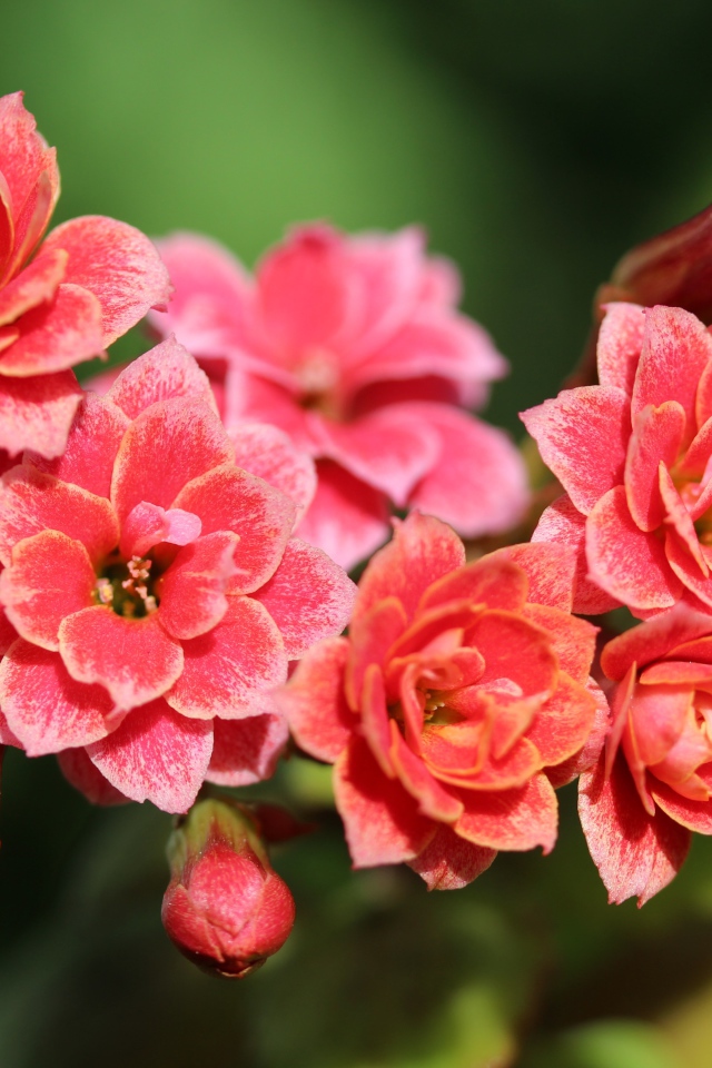 Сочные розовые цветы каланхоэ