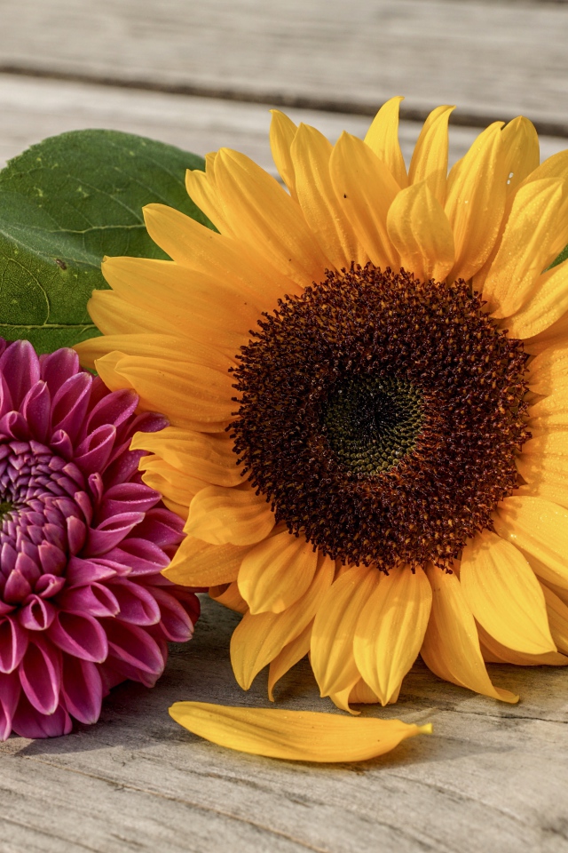 Цветок подсолнуха и георгина на деревянной лавке