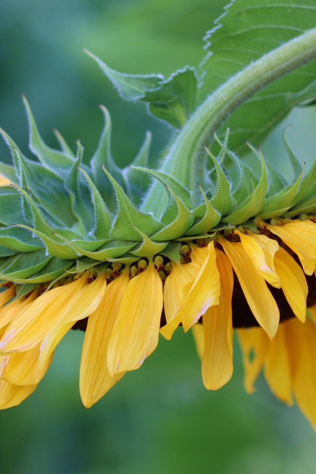 Подсолнух с желтыми лепестками опущен вниз 