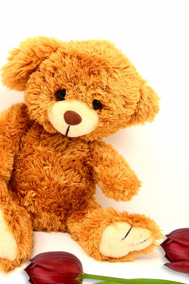 Медвежонок Тедди  с тюльпанами на белом фоне