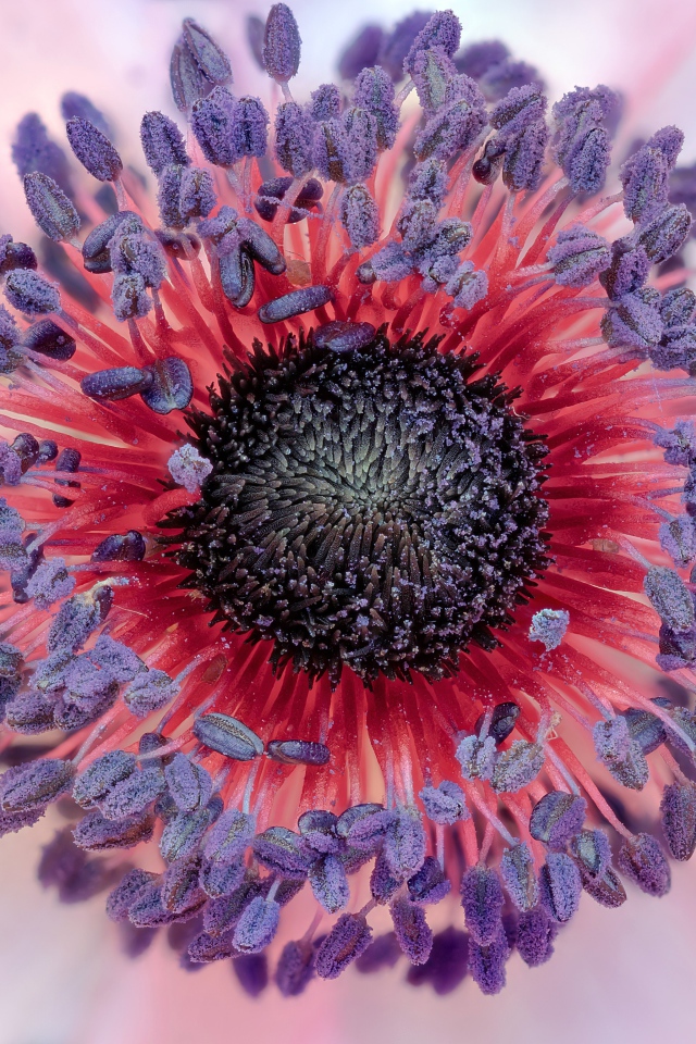 Середина цветка розовой анемоны 