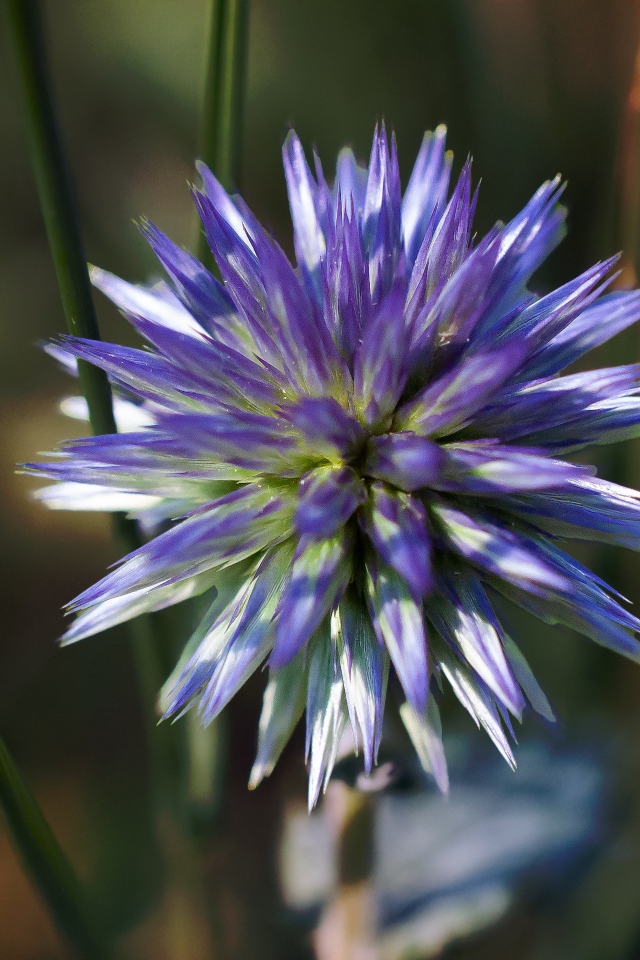 Цветок чертополоха крупным планом 