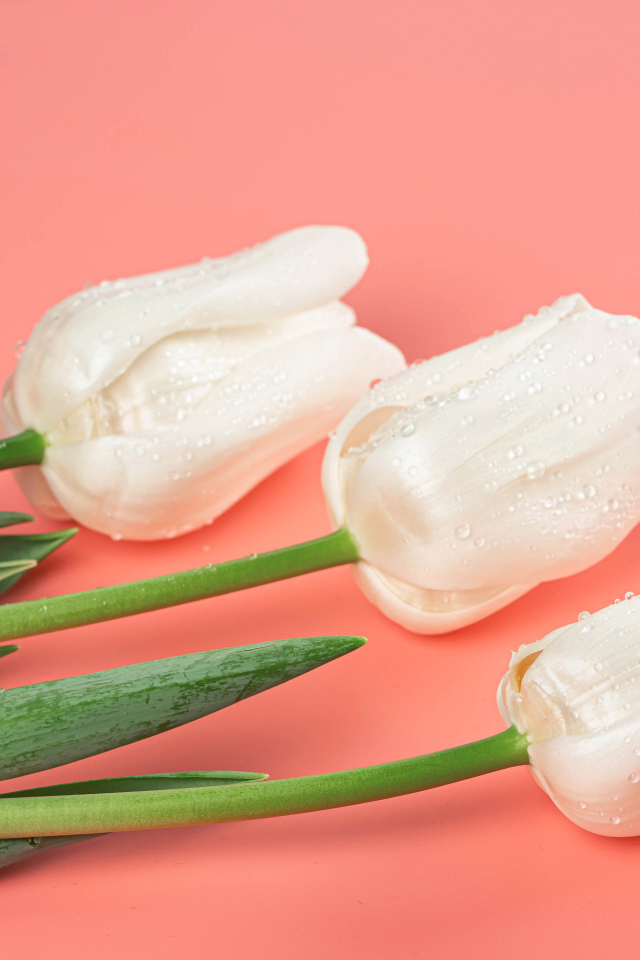 Три красивых нежных белых тюльпана на розовом фоне