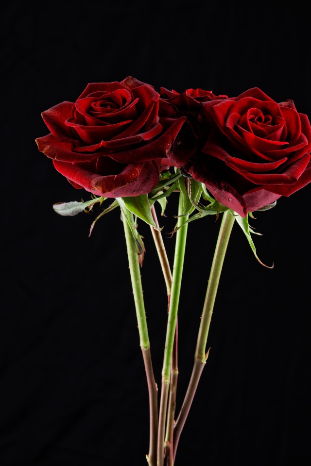 Три  бордовые розы на черном фоне