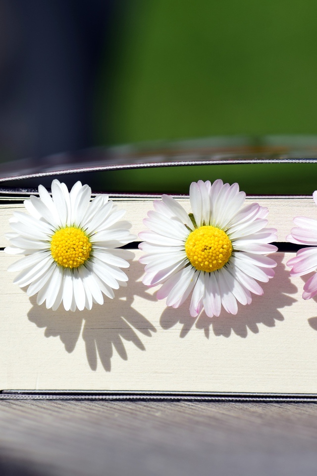 Три цветка маргаритки лежат в книге 