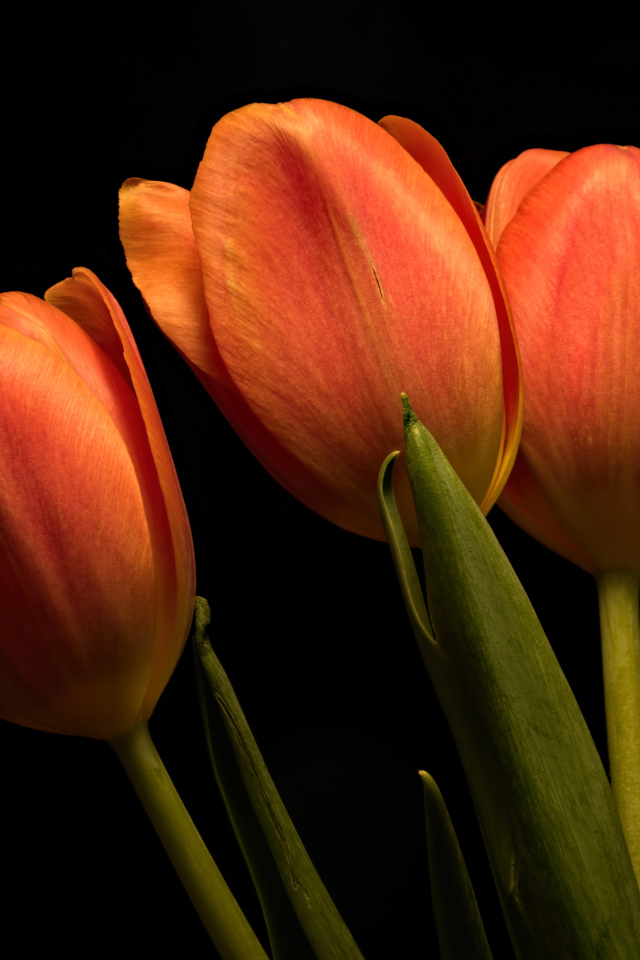 Три оранжевых тюльпана на черном фоне
