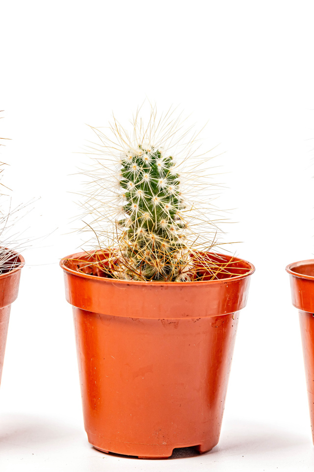 Три колючих кактуса на белом фоне 