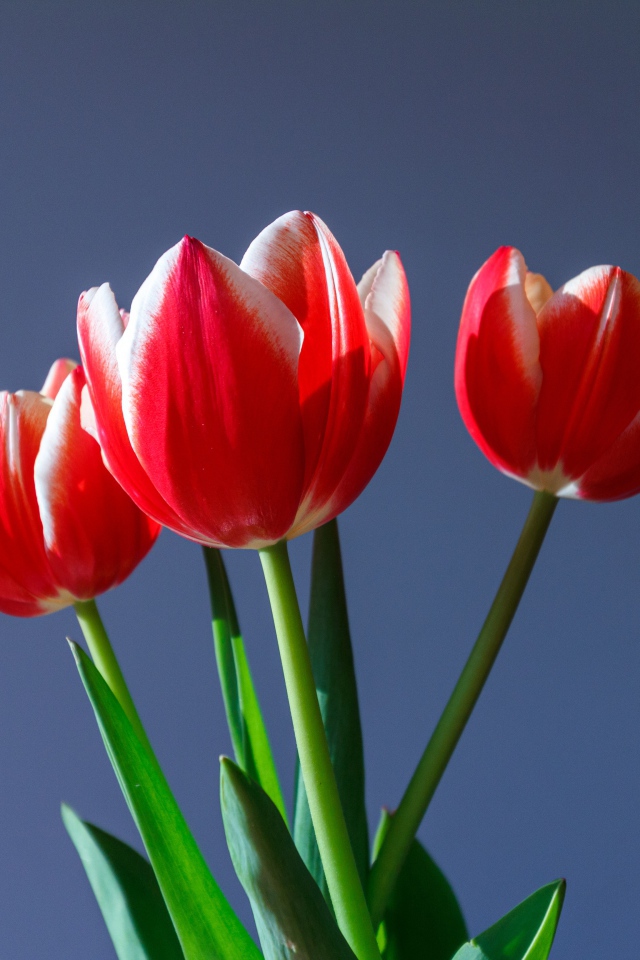Три красных тюльпана на сером фоне