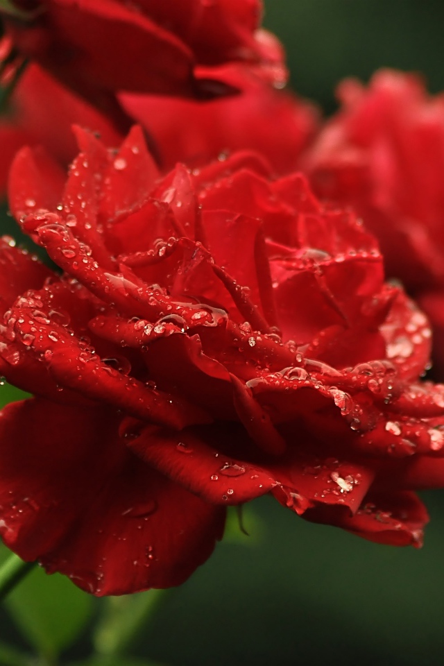 Три алые розы в каплях росы