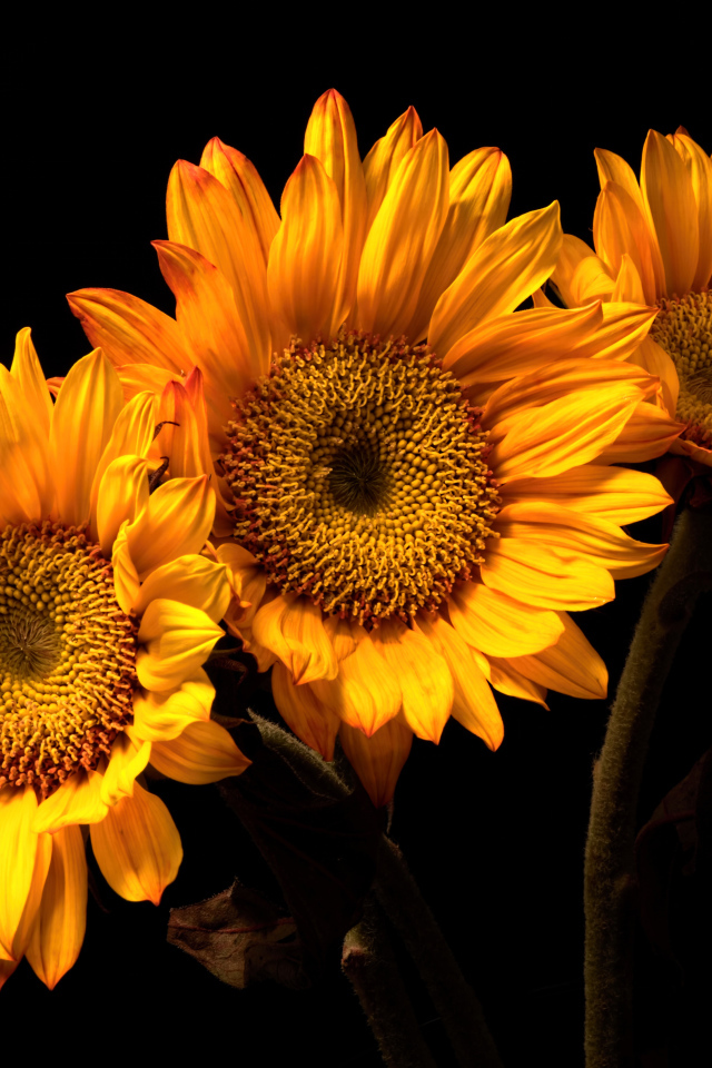 Три цветка подсолнуха на черном фоне