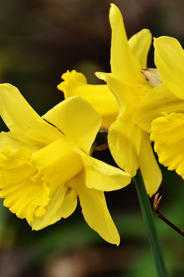 Три  желтых весенних нарцисса крупным планом