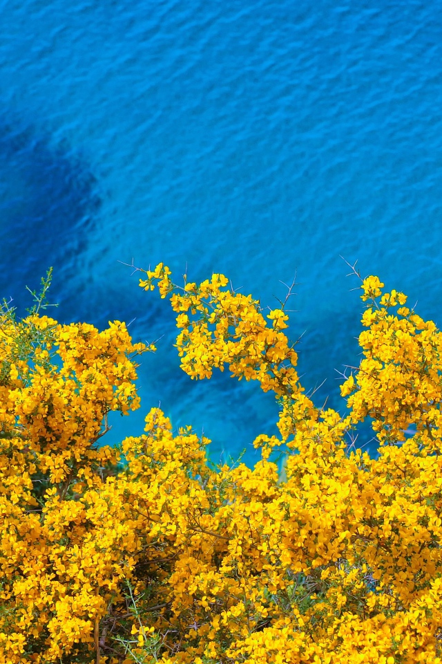 Дерево с желтыми цветами над голубой водой