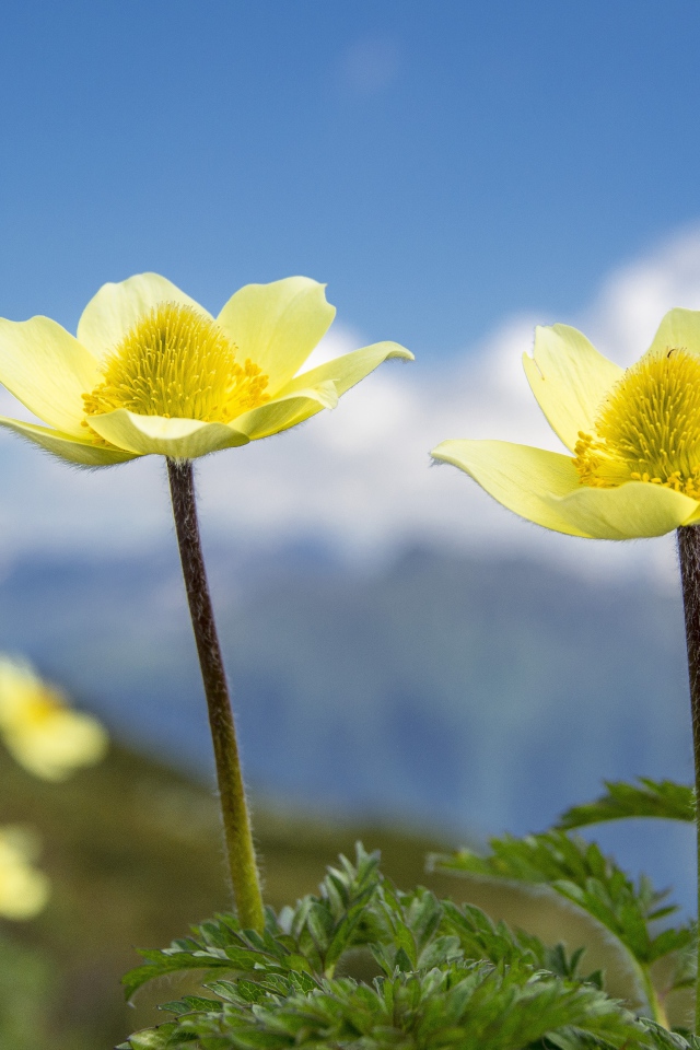 Два красивых цветка анемоны на поле