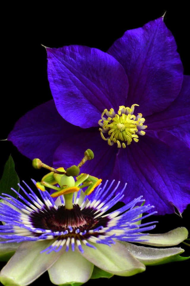 Два красивых цветка клематиса на черном фоне