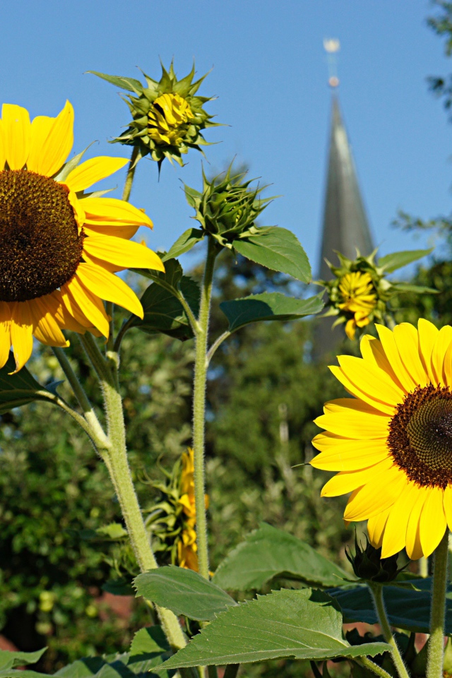 Два распустившихся цветка подсолнуха с бутонами