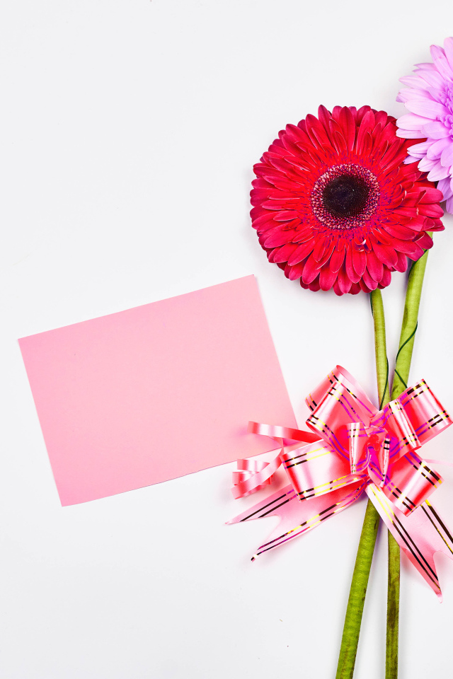 Два цветка герберы на столе с бантом и листом бумаги